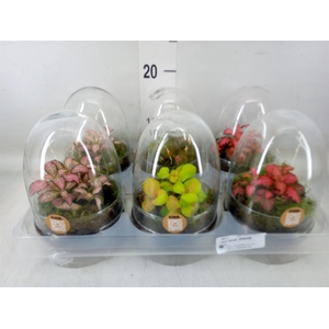 Arr.   Kamerplant Groen H%