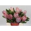 Protea Cynaroides