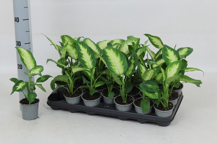 <h4>DIEFF CAMILLA</h4>