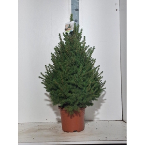 PICEA GL CONICA