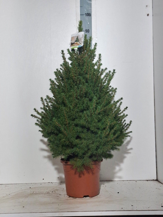 <h4>PICEA GL CONICA</h4>