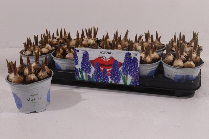 <h4>MUSCAR BIG SMILE</h4>