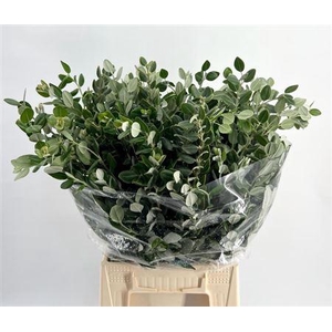 PITTOSPORUM RALPHY 400 GR