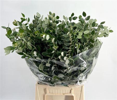 <h4>PITTOSPORUM RALPHY 400 GR</h4>