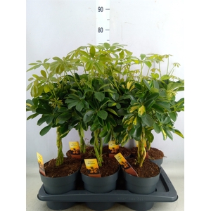 Schefflera arbor.   ...