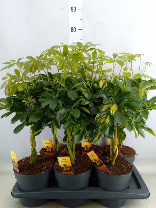 <h4>Schefflera arbor.   ...</h4>