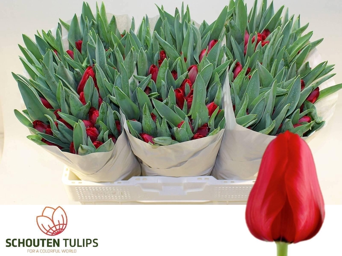 <h4>TU EN ILE DE FRANCE</h4>