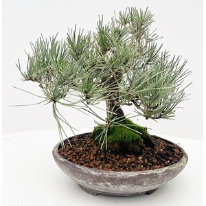 Pinus parviflora, 21cm, height 30cm. (single item)