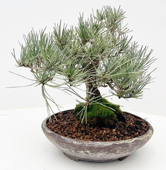 <h4>Pinus parviflora, 21cm, height 30cm. (single item)</h4>