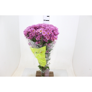 CRISANTEMO SANTINI MOONLIGHT 080 CM