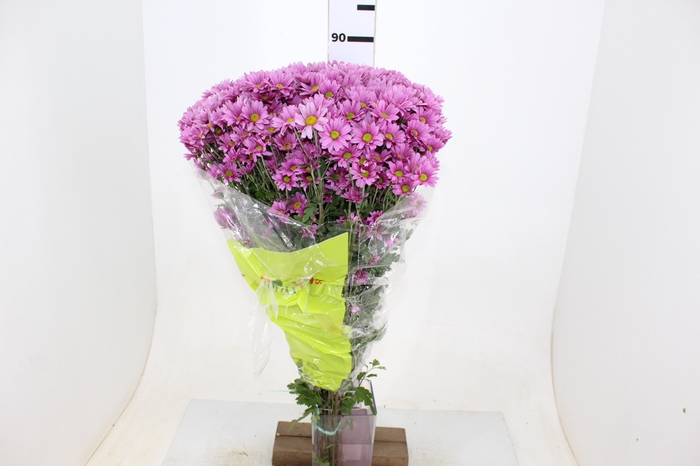 CRISANTEMO SANTINI MOONLIGHT 080 CM