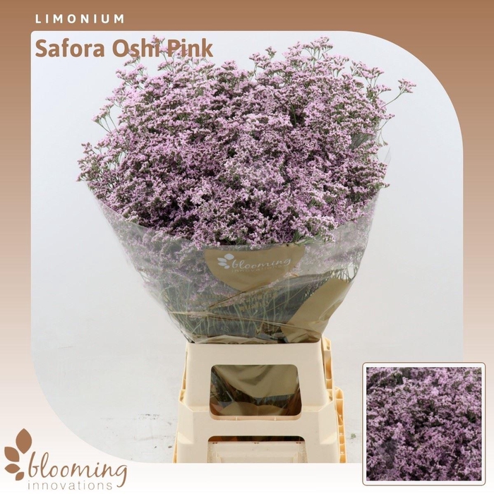 <h4>Limonium Safora Oshi Pink</h4>