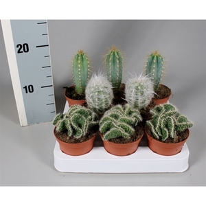 Cactus 8,5 cm mix op rij