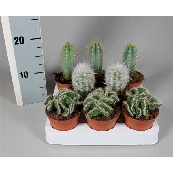 <h4>Cactus 8,5 cm mix op rij</h4>