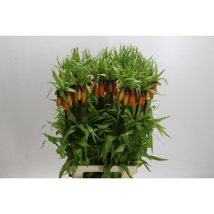 Fritillaria Imperialis Orange Beauty