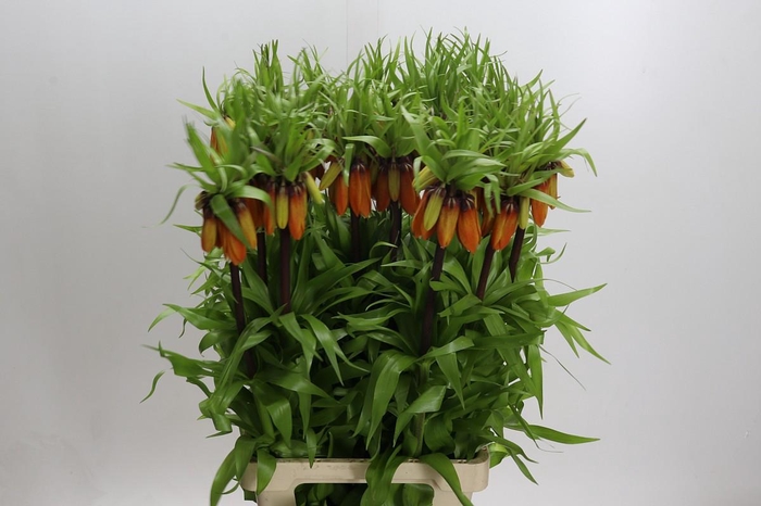 <h4>Fritillaria Imperialis Orange Beauty</h4>