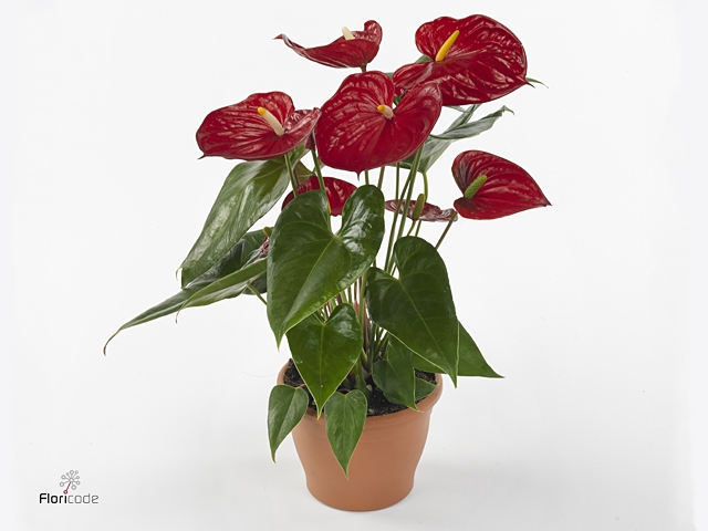 Anthurium andr. 'Nevada'