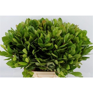 Arbutus Vertakt 55 Cm Per Stem