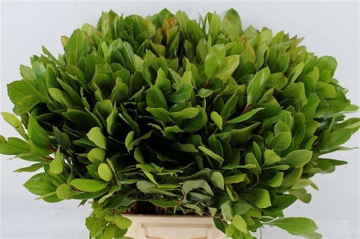 <h4>Arbutus Vertakt 55 Cm Per Stem</h4>