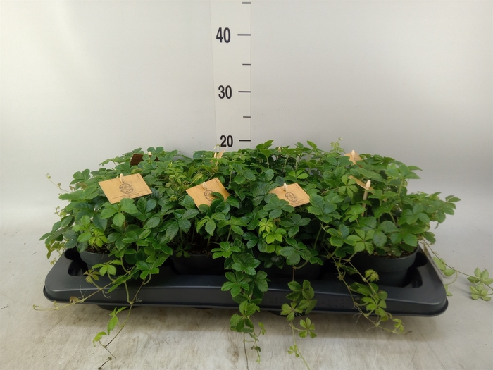 <h4>Parthenocissus  'Sugar Vine'</h4>