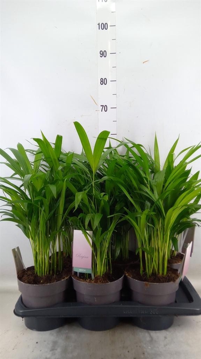 <h4>Chamaedorea elegans</h4>