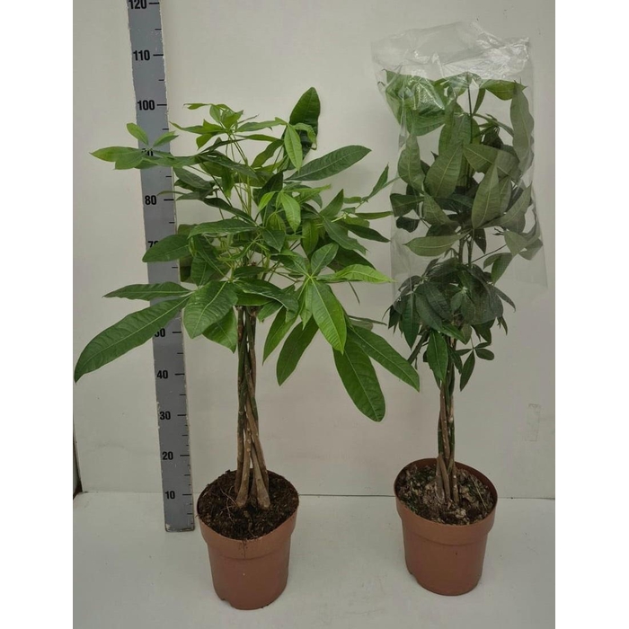 <h4>PACHIRA AQUATICA</h4>