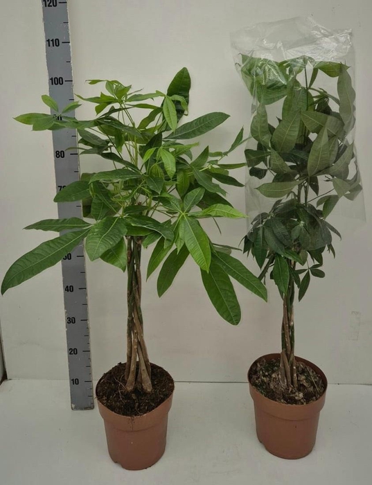 <h4>PACHIRA AQUATICA</h4>