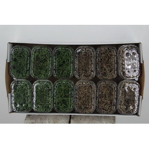 Moss Tillandsia Box Mixed