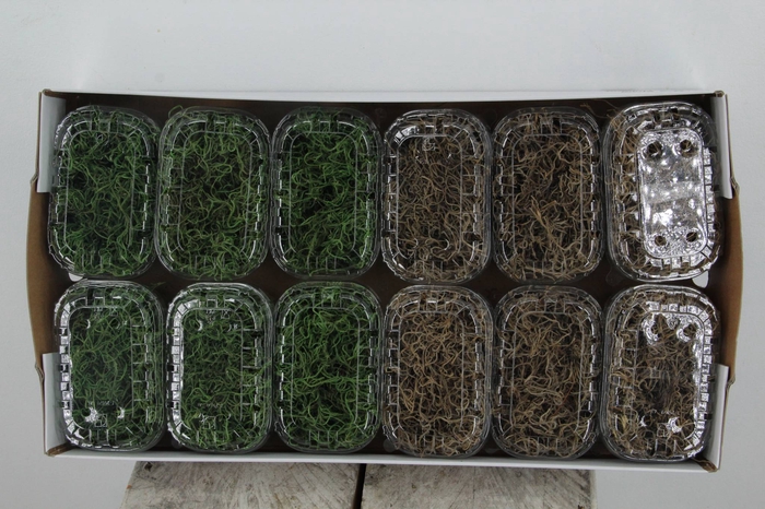 <h4>Moss Tillandsia Box Mixed</h4>