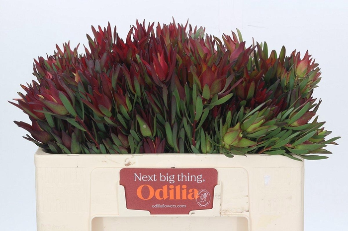 <h4>LEUCAD SAL BLUSH</h4>