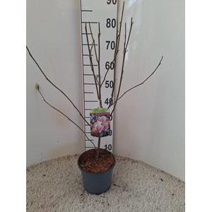 Magnolia soulangeana