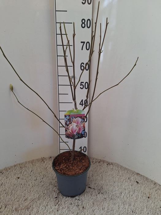 Magnolia soulangeana