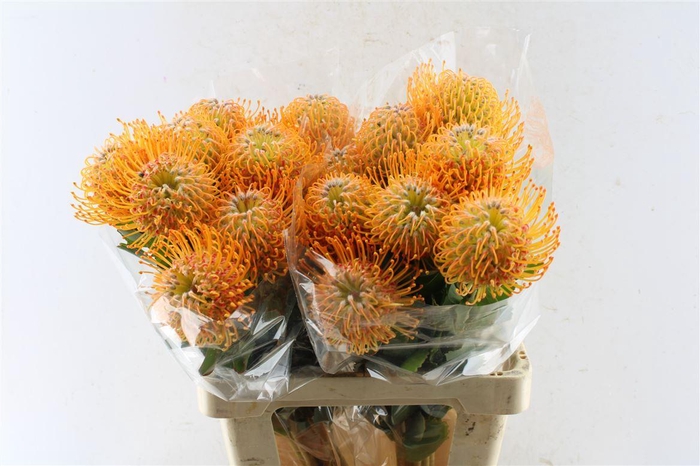 <h4>Leuco Co Soleil</h4>