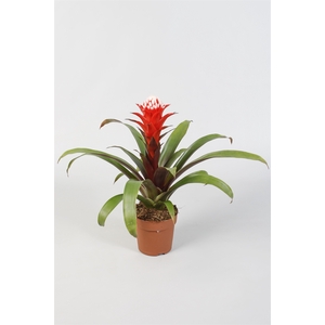 Guzmania  'Hope'