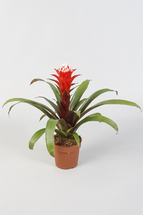 <h4>Guzmania  'Hope'</h4>