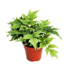 Cyrtomium Fortunei Clivicola (Kamerplant)