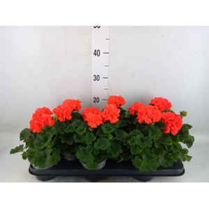 Pelargonium zona. 'Savannah Orange'
