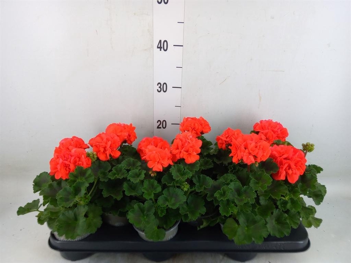 <h4>Pelargonium zona. 'Savannah Orange'</h4>