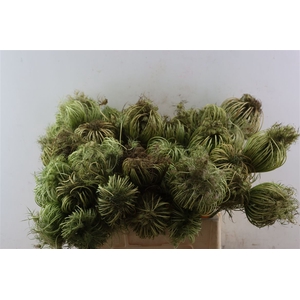 Dille Zaaddoos Natural Medium 60cm P Stem