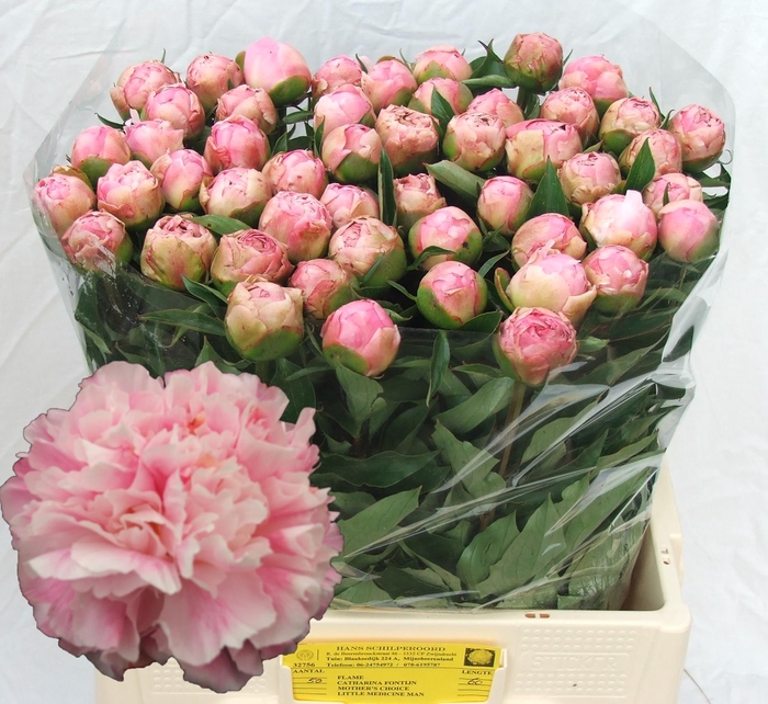 <h4>PAEO L CATH FONTIJN</h4>