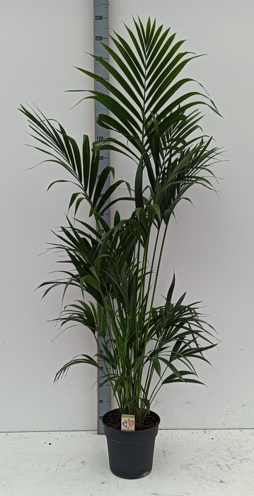 <h4>HOWEA FORSTERIANA</h4>