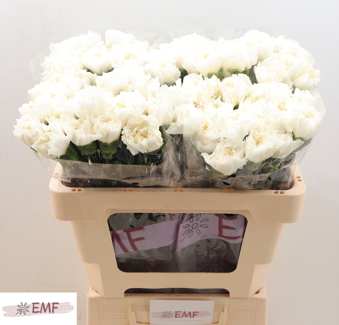 <h4>DI ST MONT BLANC</h4>