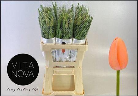 <h4>Tu En Menton</h4>