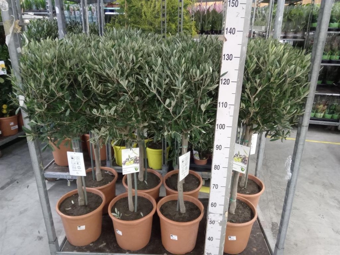 <h4>Olea europaea</h4>