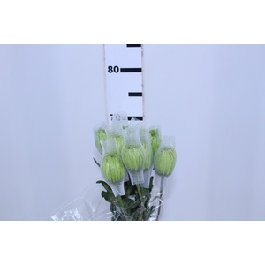 ANASTASIA DARK GREEN 070 CM VERDE