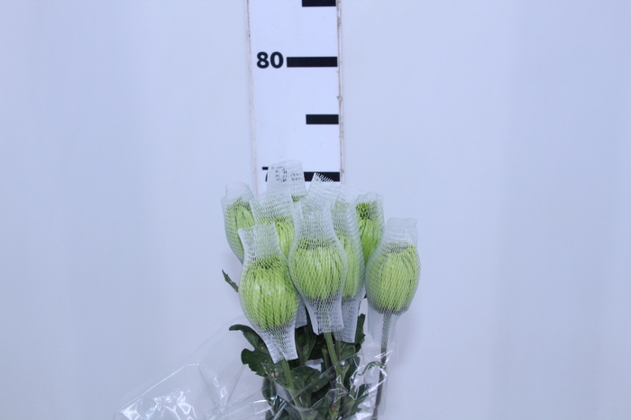 ANASTASIA DARK GREEN 070 CM VERDE