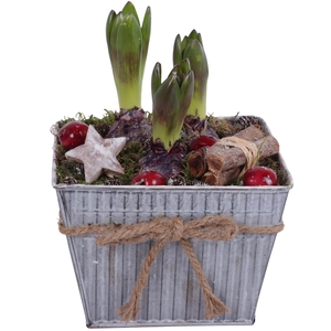 Winter Arr. Hyacint Zinc Pot Square with Rope Ø19cm 3PP