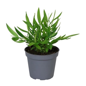 POGONATHERUM PANICEUM P6