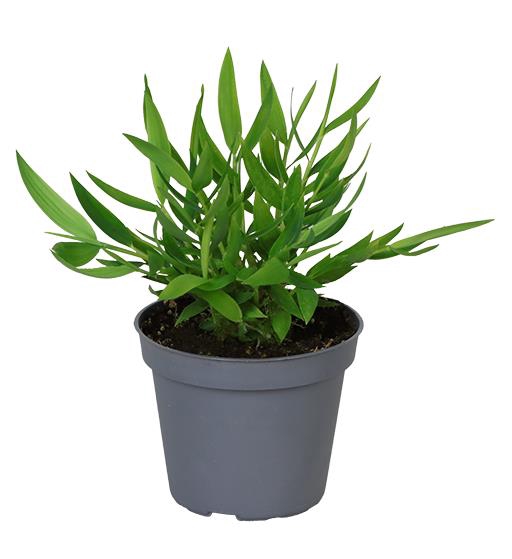 POGONATHERUM PANICEUM P6