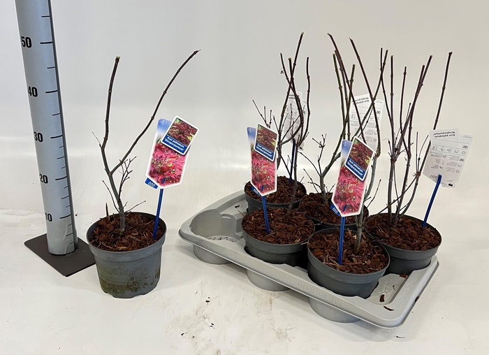 <h4>ACER PA ATROPURPUREU</h4>